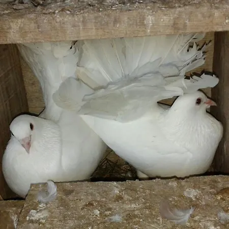 カントリーハウス La Vallejera