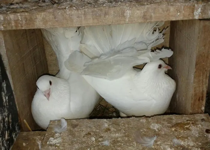 Landhuis La Vallejera